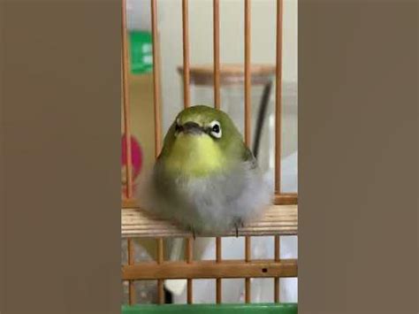 綠繡眼唱歌|鳥聲 birds